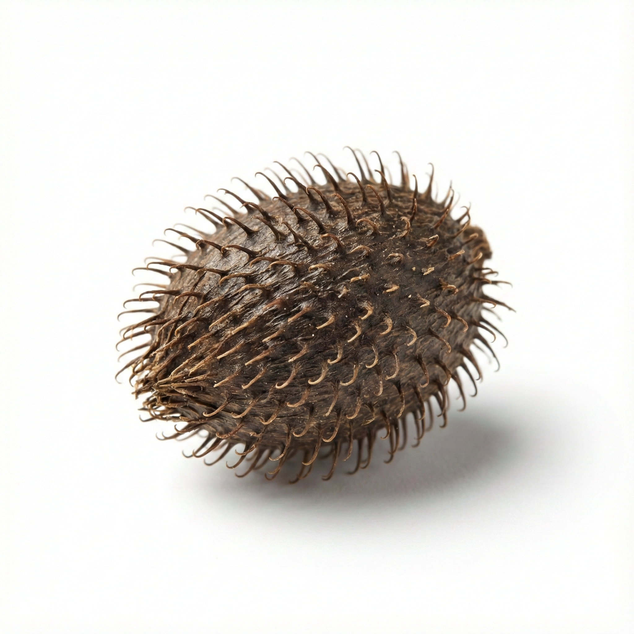 Burdock Seed (Niu Bang Zi)