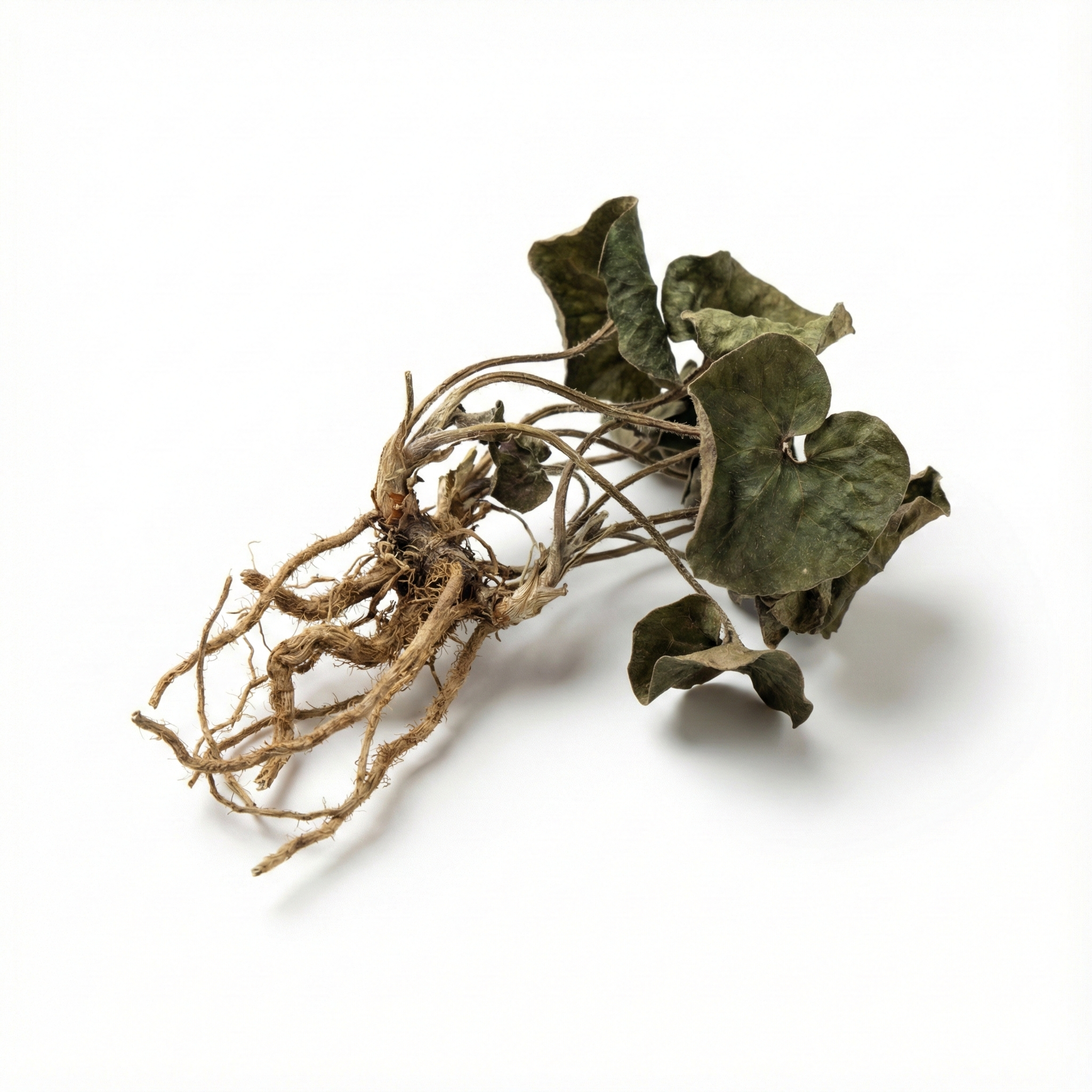 Chinese Wild Ginger (Xi Xin)