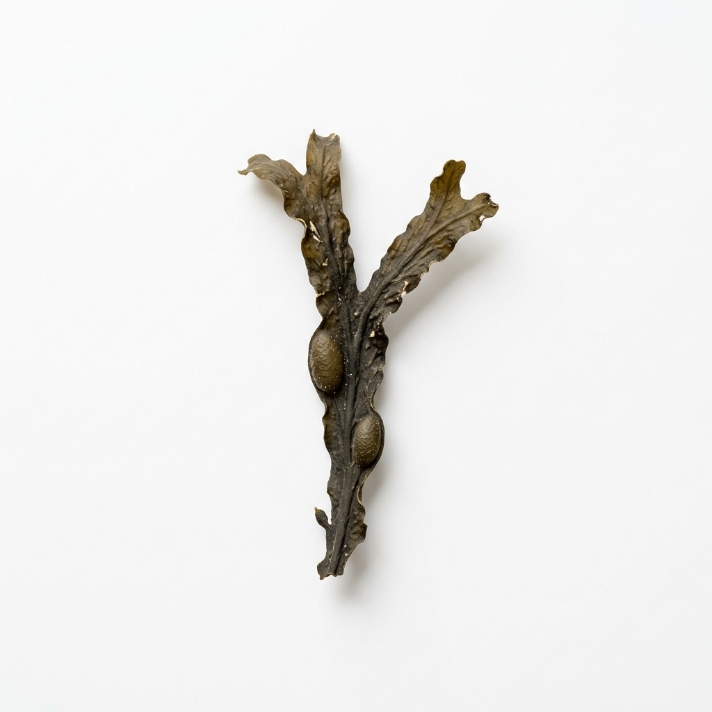 Seaweed (Fucus Vesiculosus) (Hán diàn hǎi zǎo)