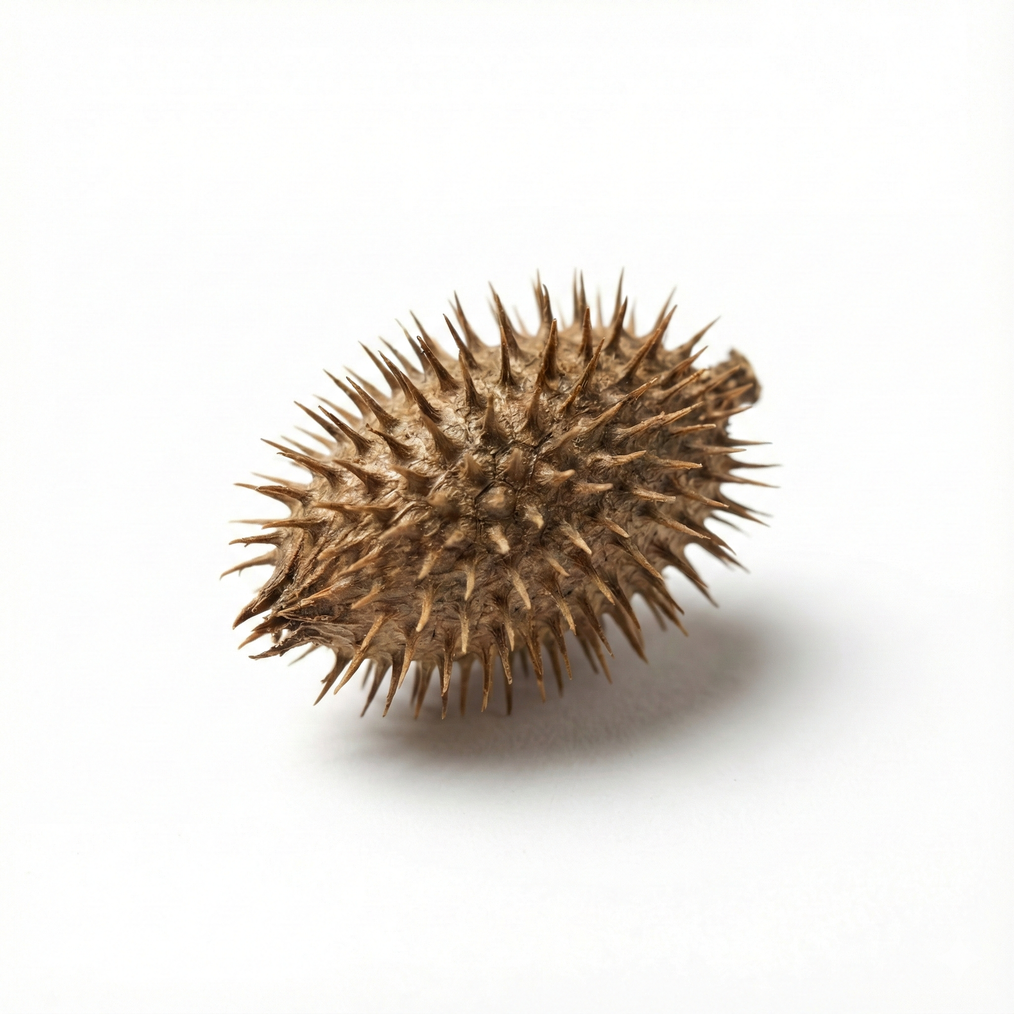 Cocklebur Fruit (Cang Er Zi)