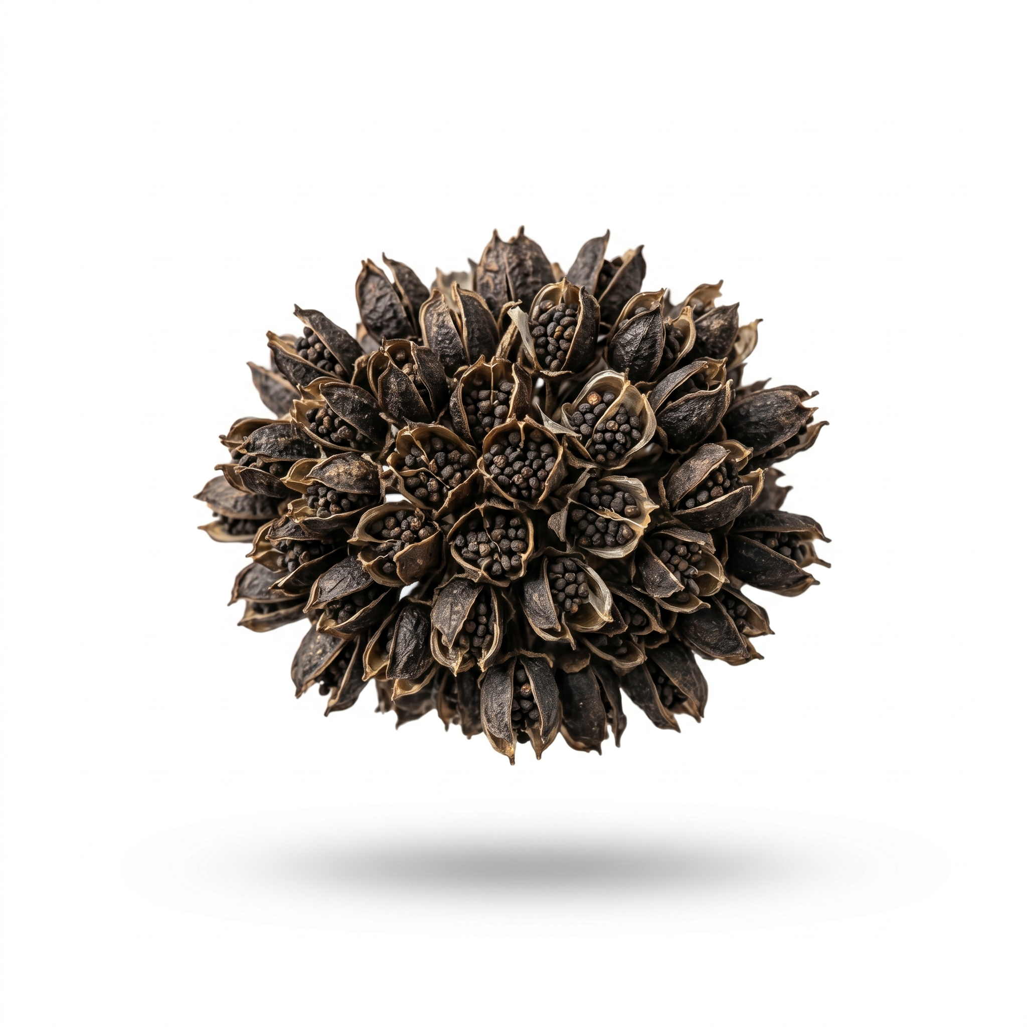 Asian Plantain Seed (Che Qian Zi)