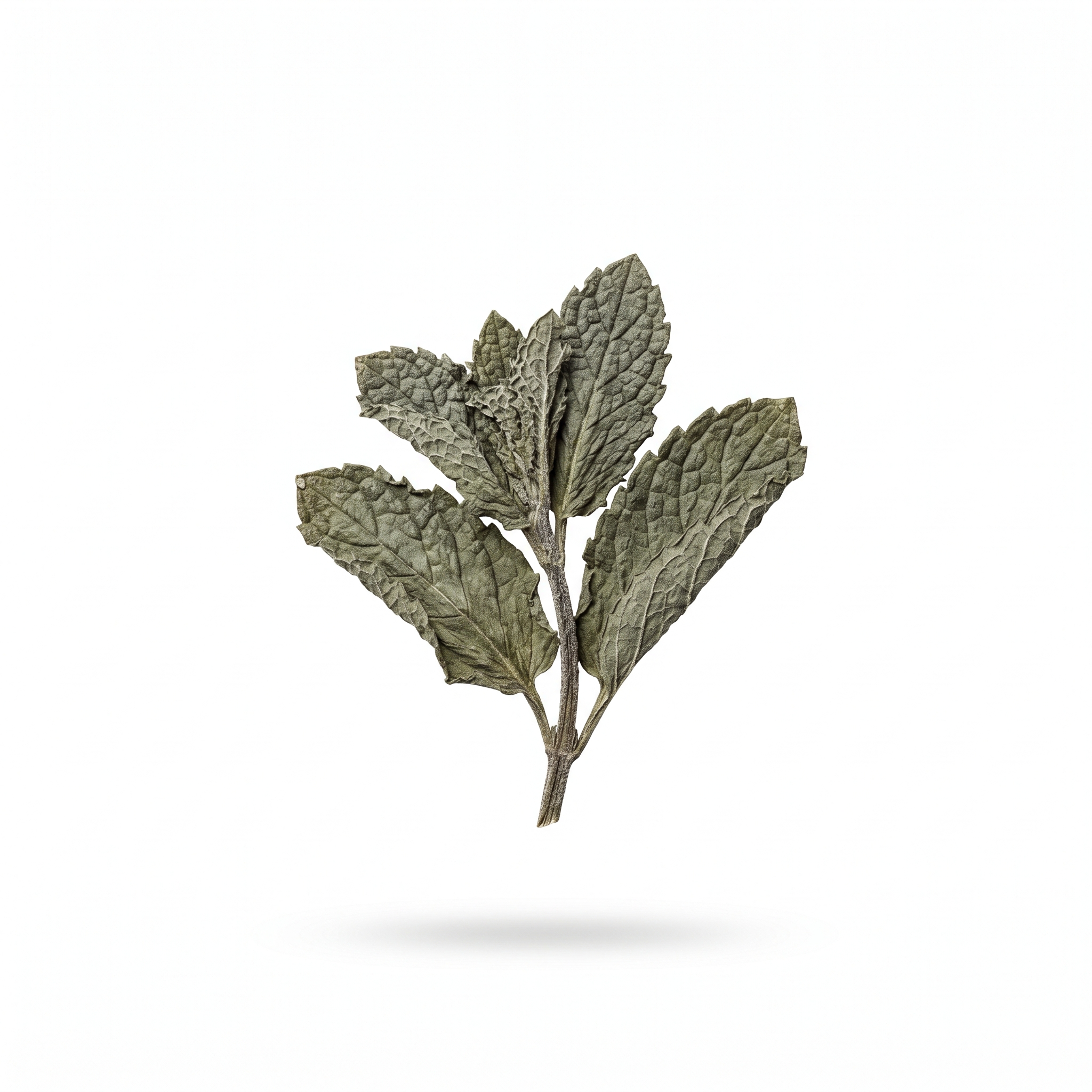 Chinese Mint Aboveground Parts (Bo He)