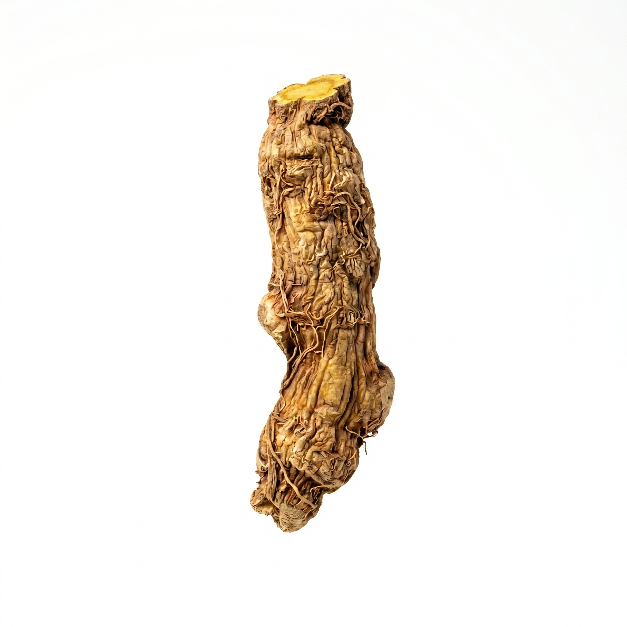 Chinese Skullcap Root (Huang Qin)