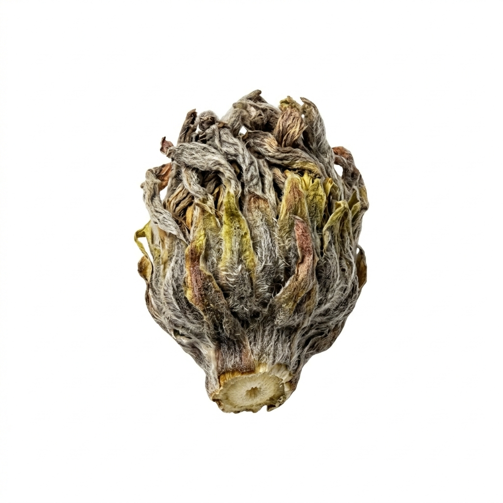 Coltsfoot Flower (Kuan Dong Hua)