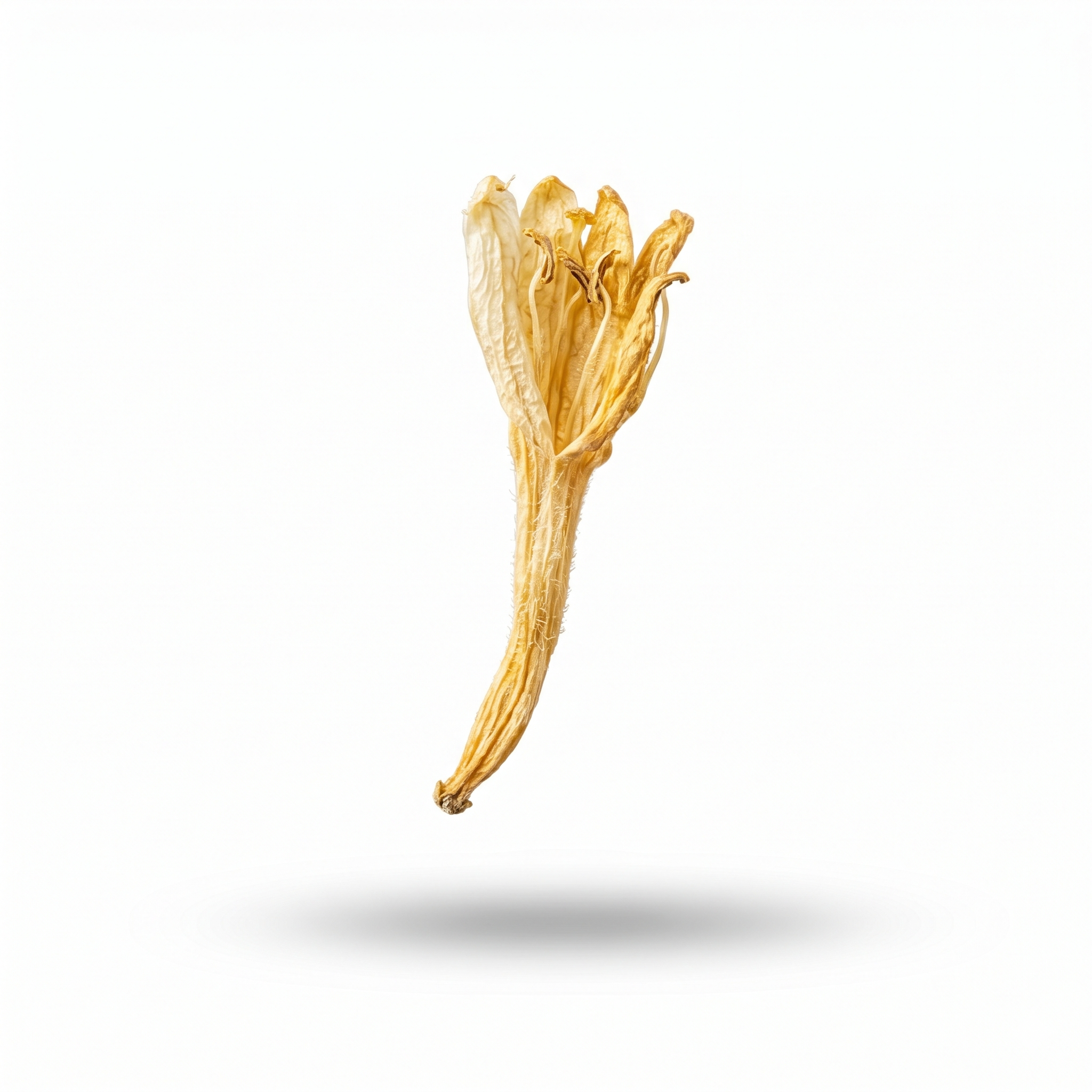 Honeysuckle Flower (Jin Yin Hua)