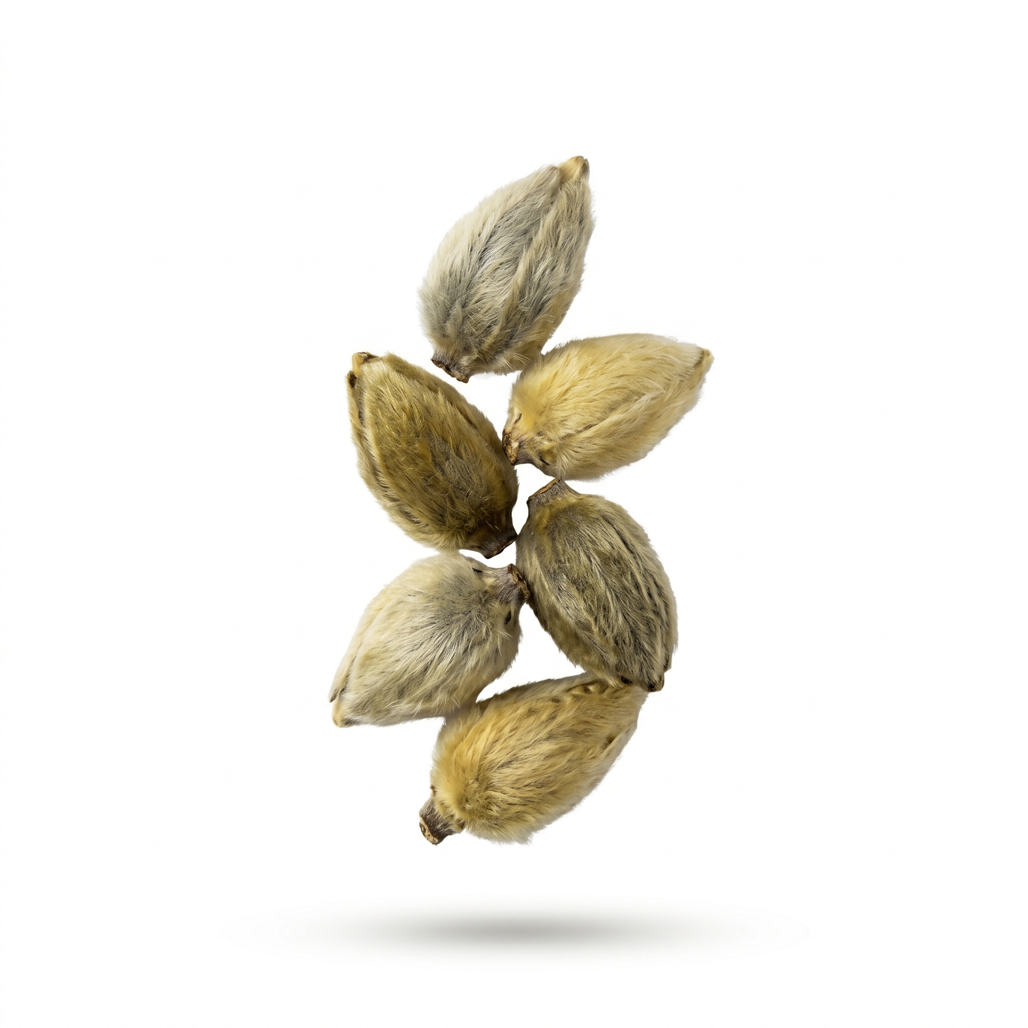 Magnolia Flower (Xin Yi (Hua))