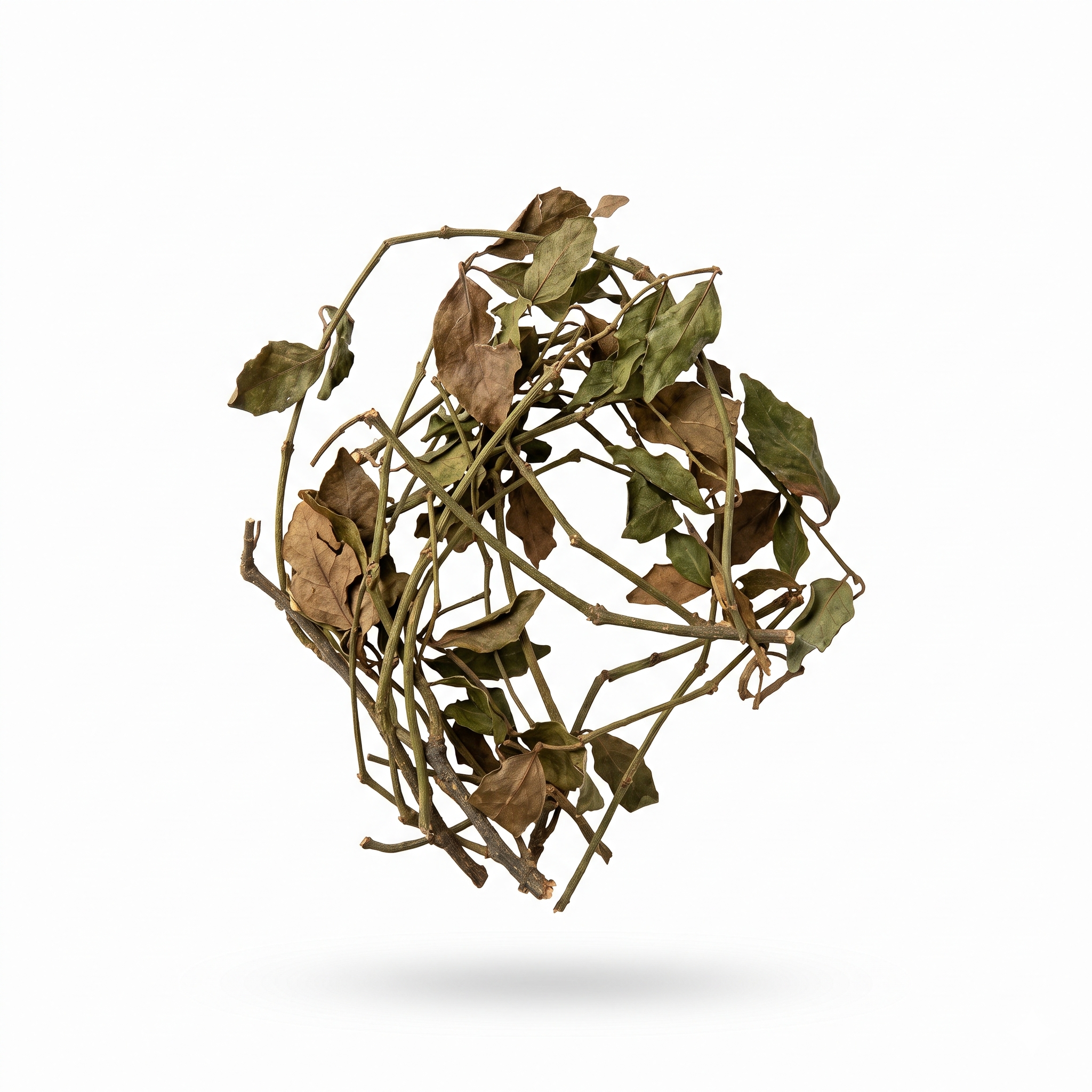 Mulberry Mistletoe (Sang Ji Sheng)