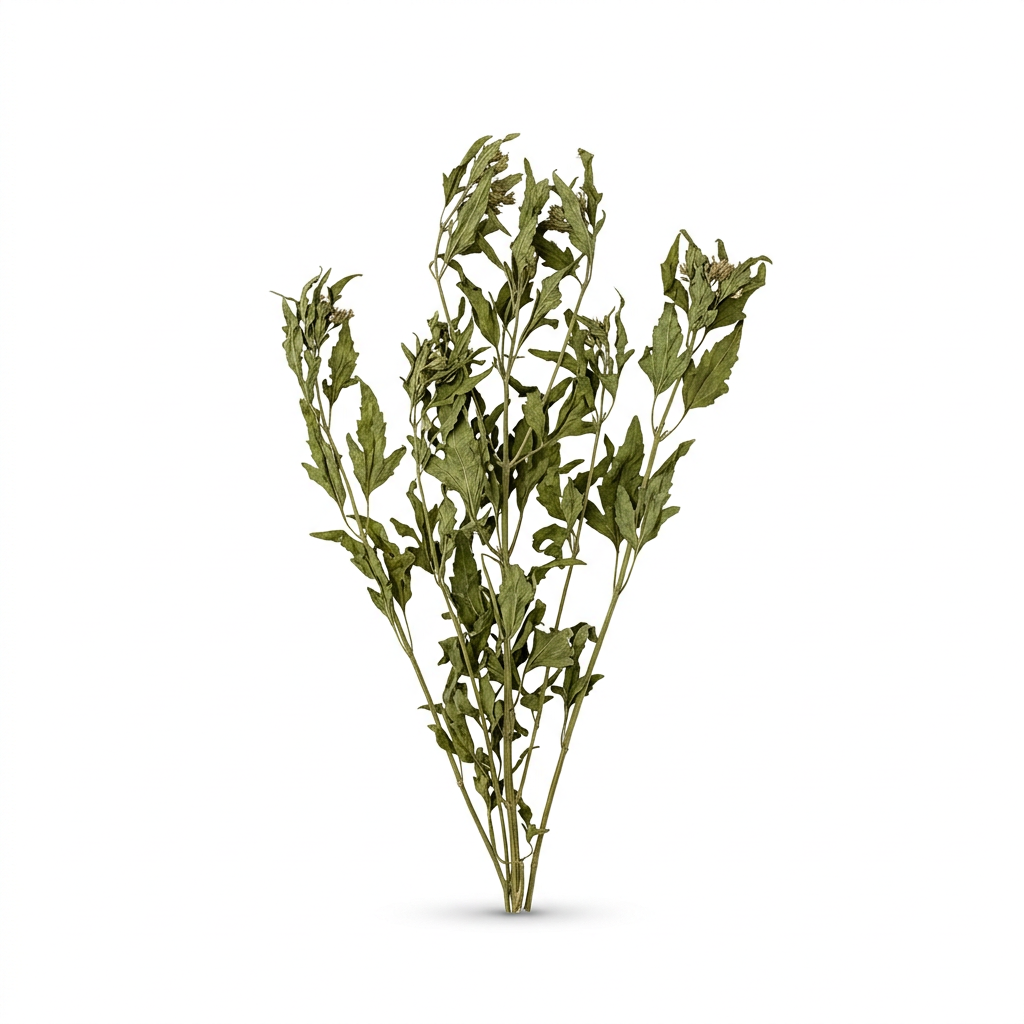 Orchid Grass Herb (Pei Lan)