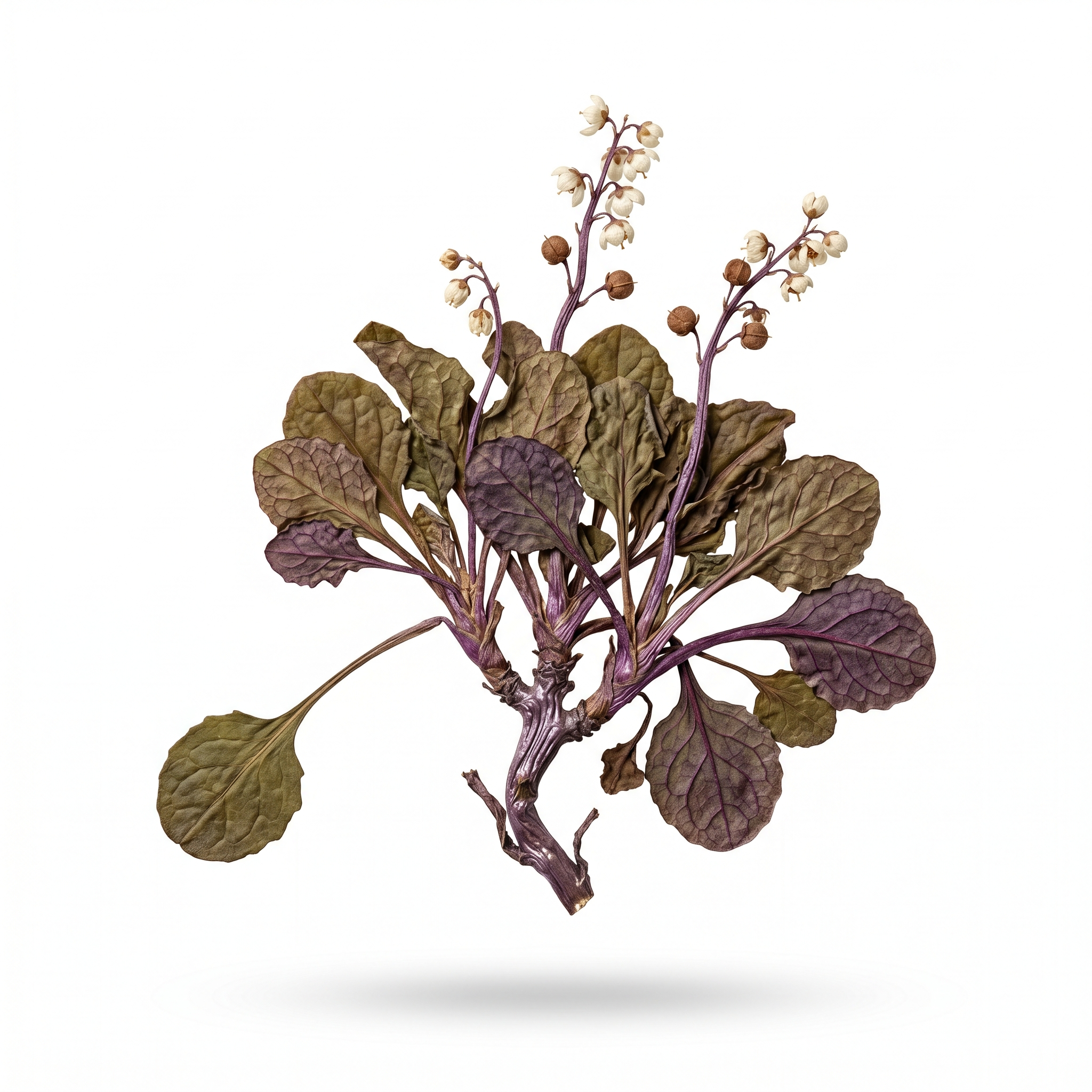 Pyrola Herb (Lu Ti Cao/Lu Xian Cao)