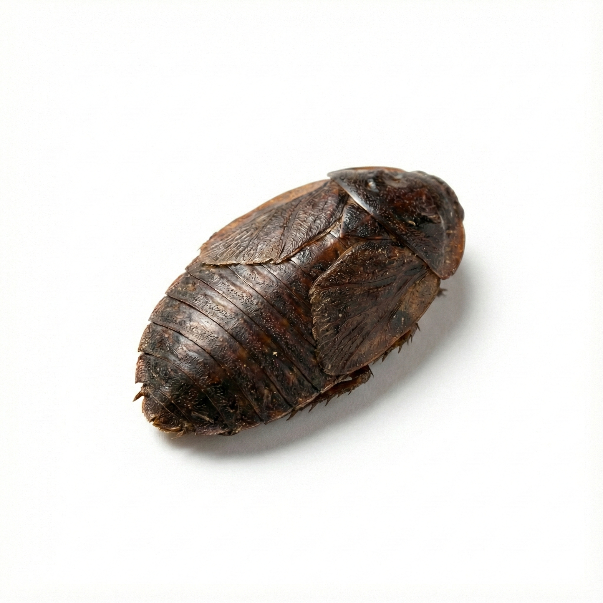 Wingless Cockroach (Tu Bie Chong)