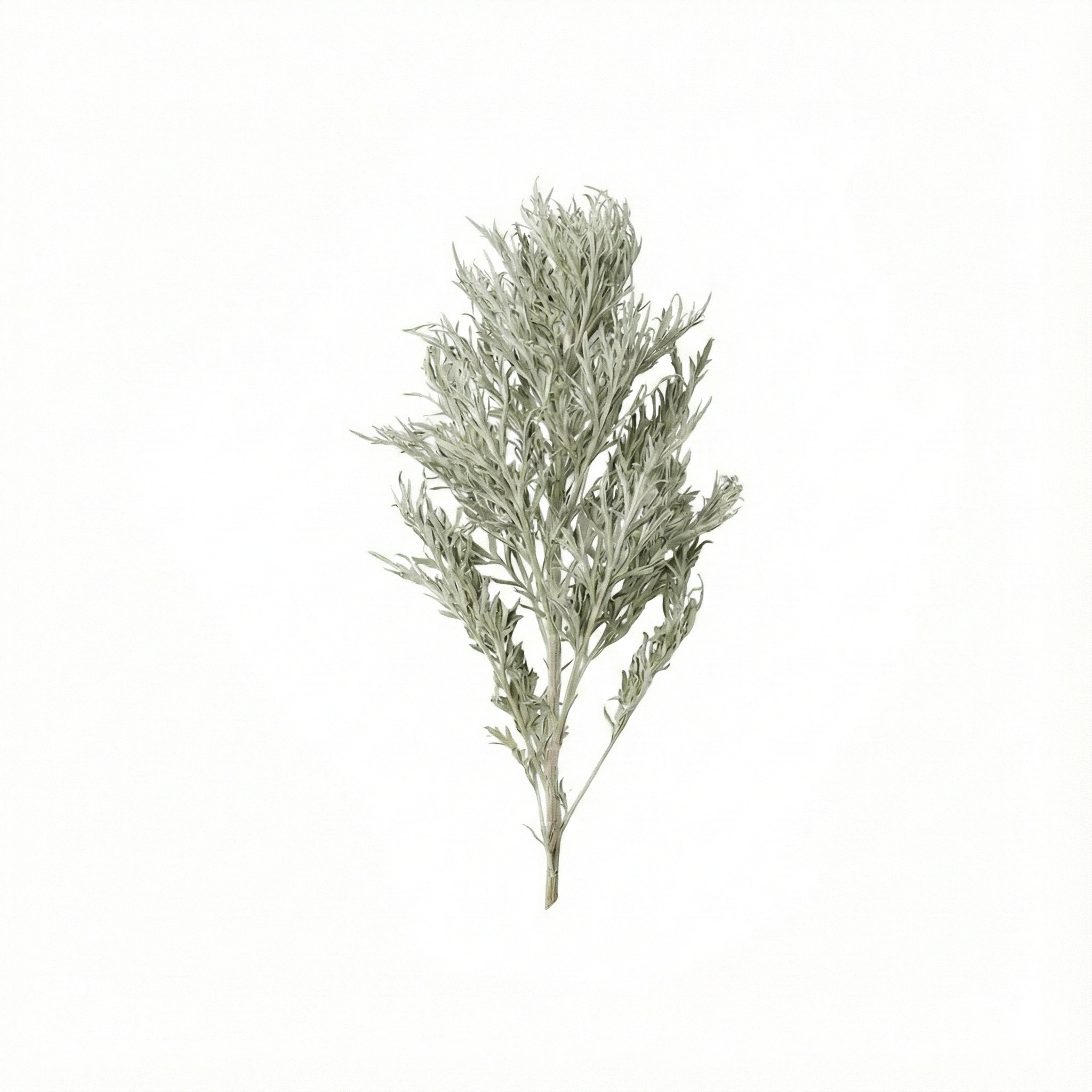Capillary Wormwood (Yin Chen (Hao))