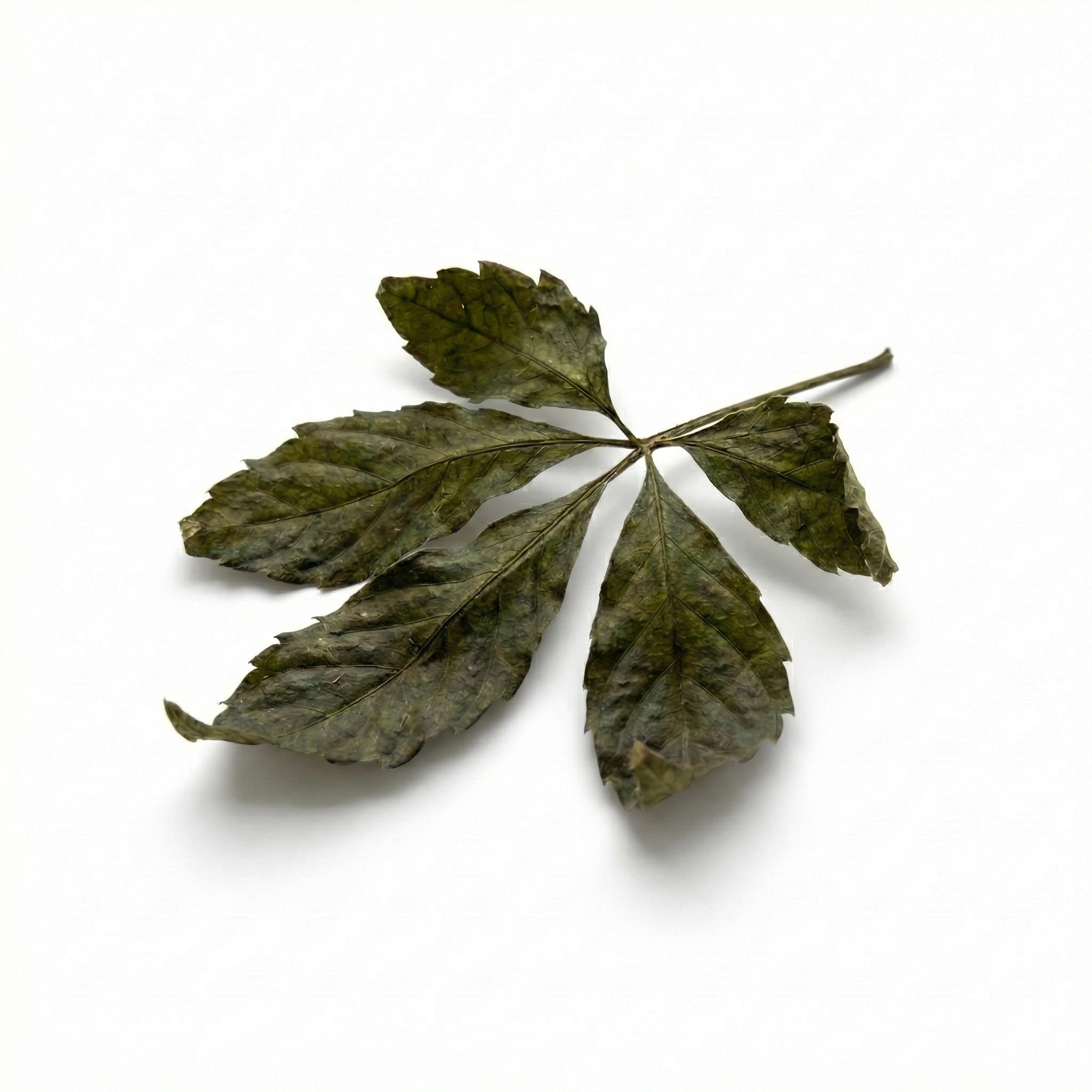 Houttuynia (Yu Xing Cao)