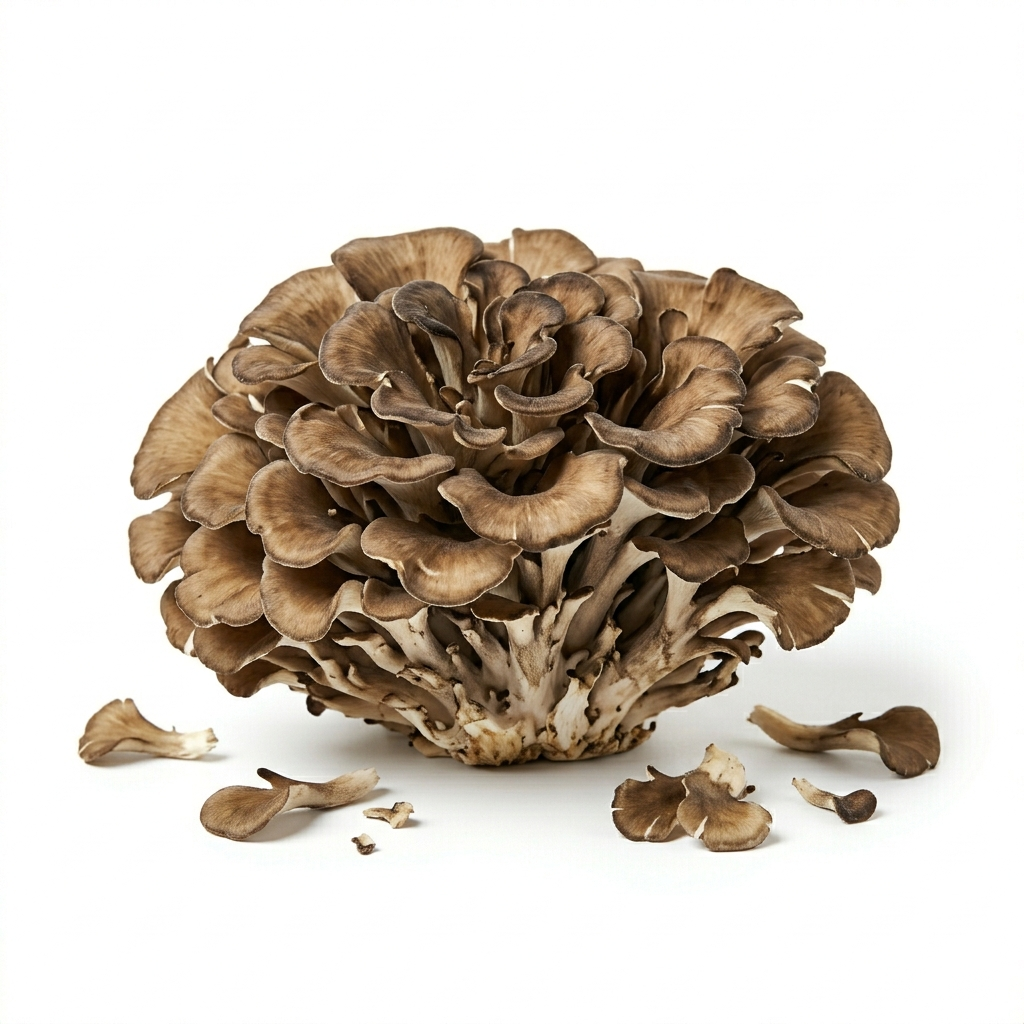 Maitake (Grifola frondose) ((Huī shù huā))