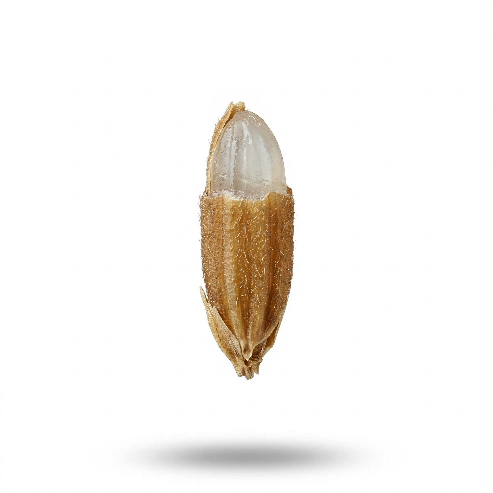 Non-Glutinous Rice Seed (Geng/Jing Mi)