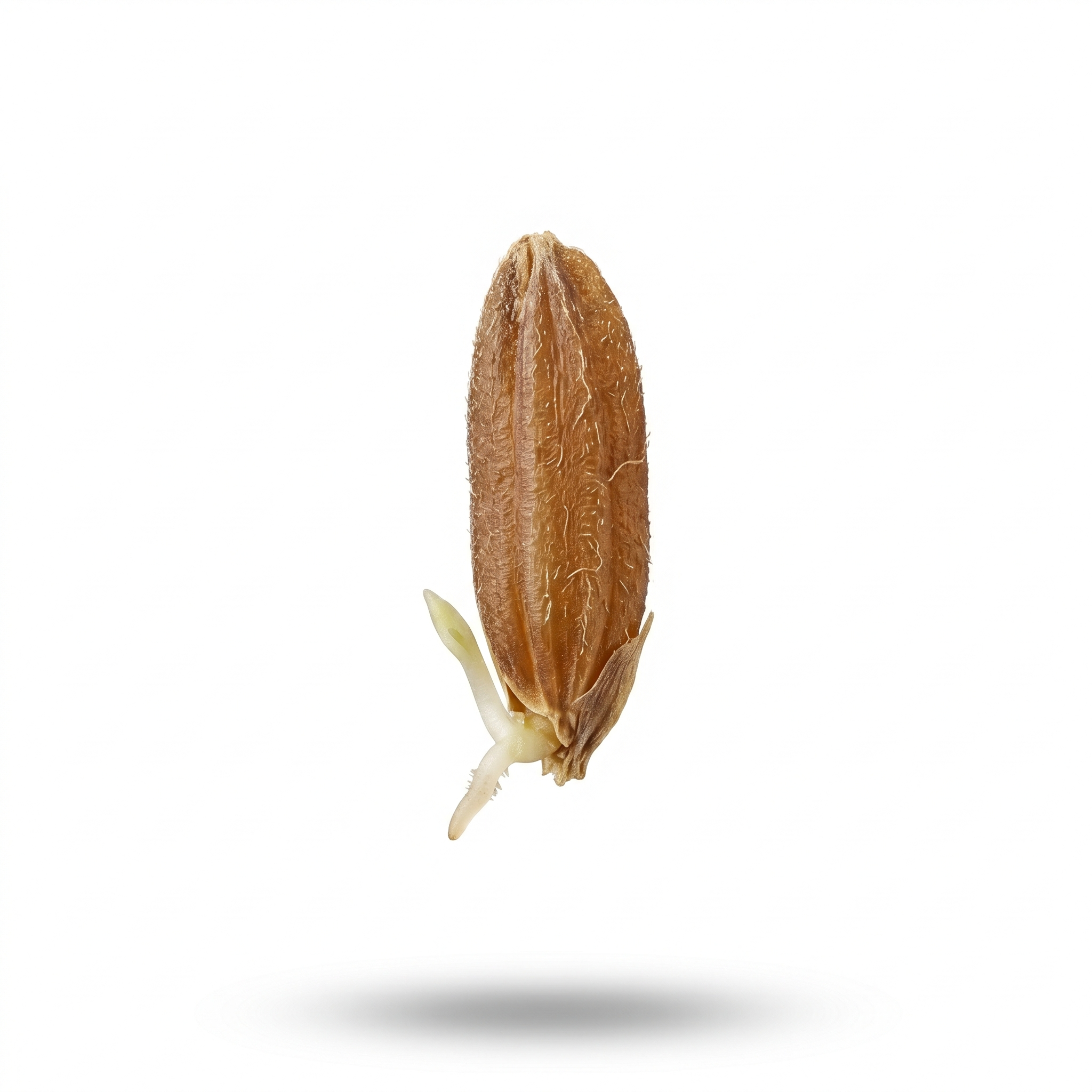 Sprouted Rice (Gu Ya)