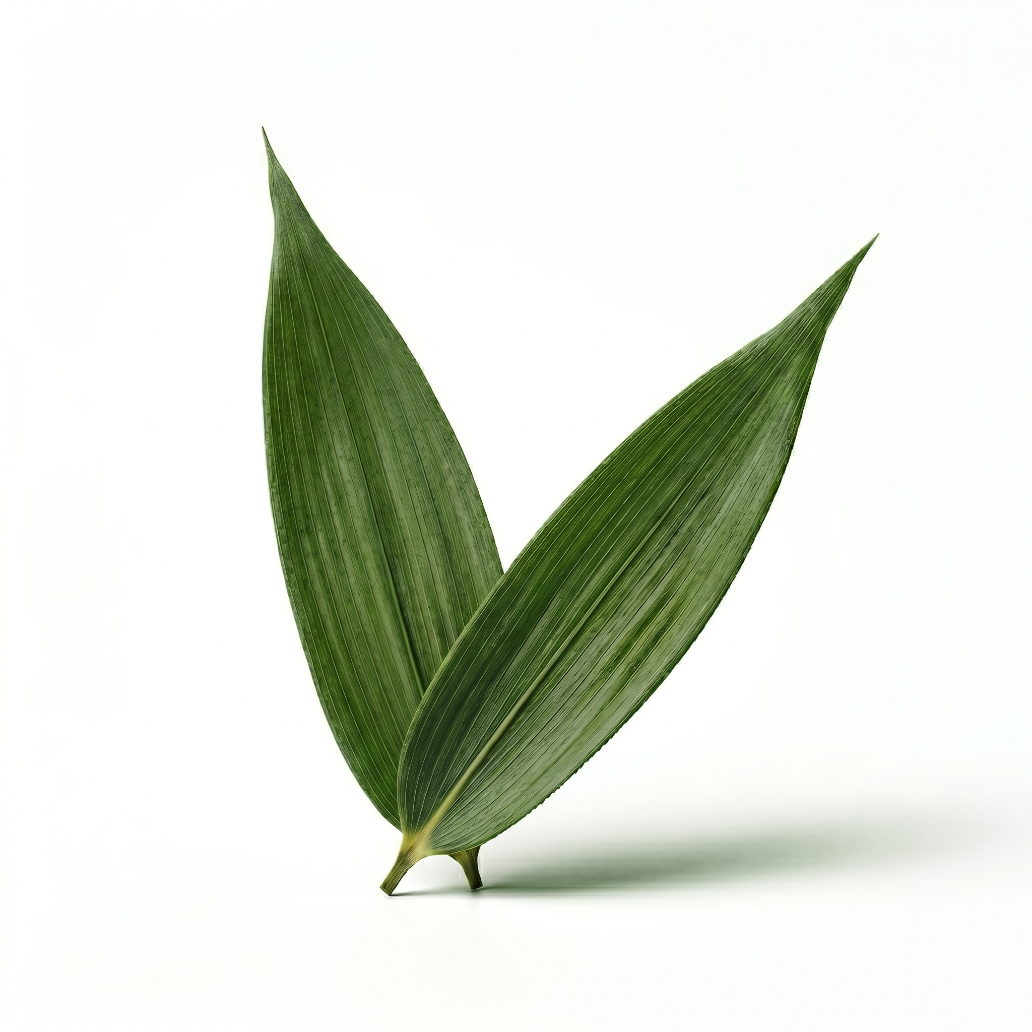 Bamboo Leaves (Dan Zhu Ye)