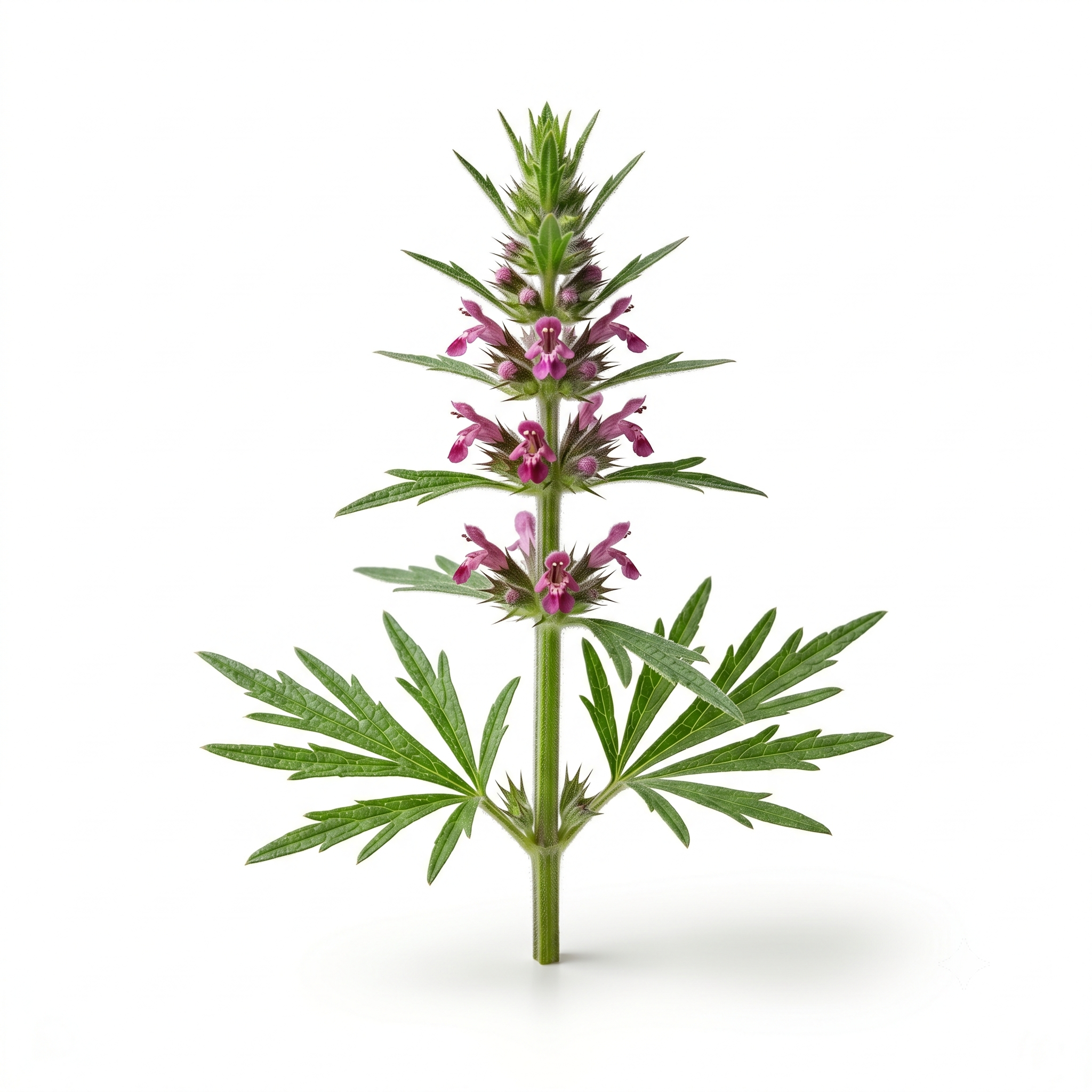 Chinese Motherwort (Yi Mu Cao)