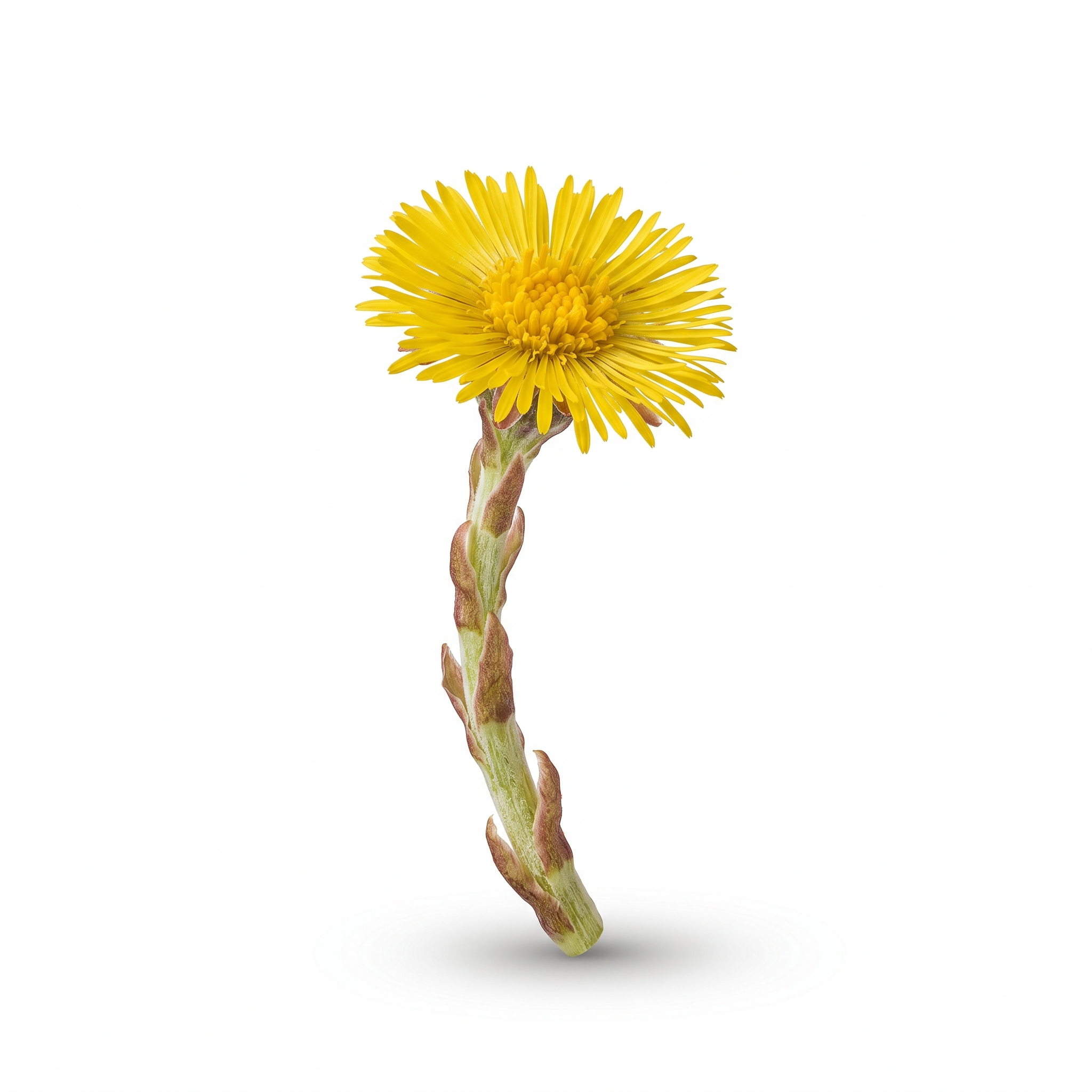 Coltsfoot Flower (Kuan Dong Hua)