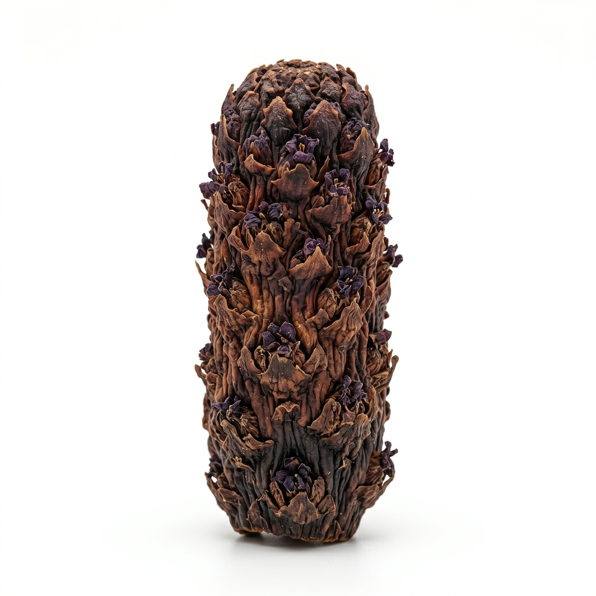 Cynomorium Stem (Suo Yang)
