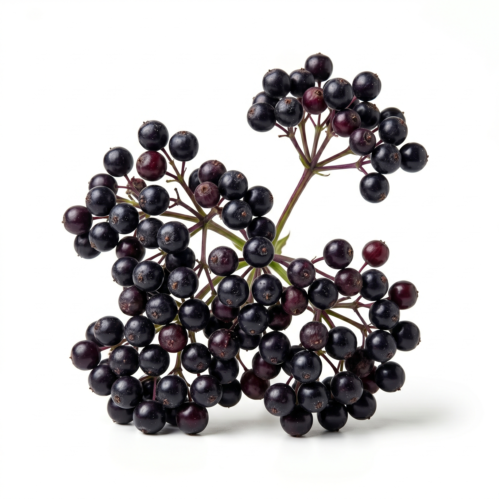 Elderberry (Jiē gǔ mù méi)