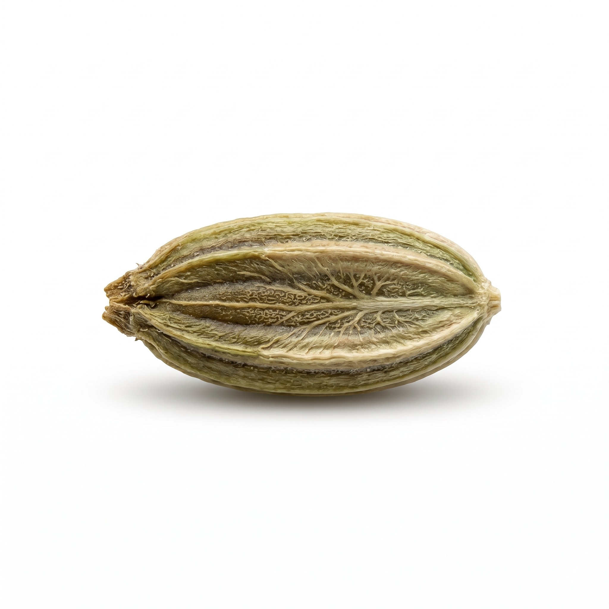Fennel Seed (Huí xiāng zǐ)