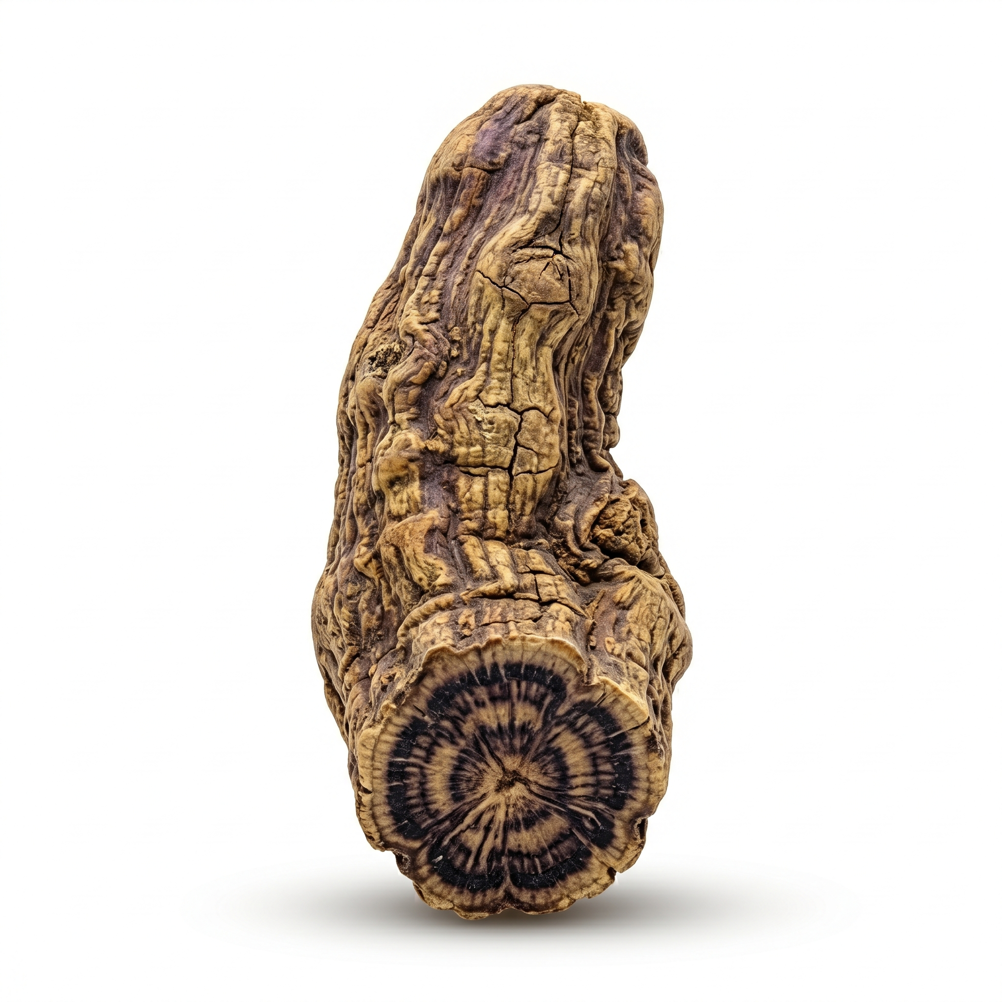 Figwort Root (Xuan Shen)