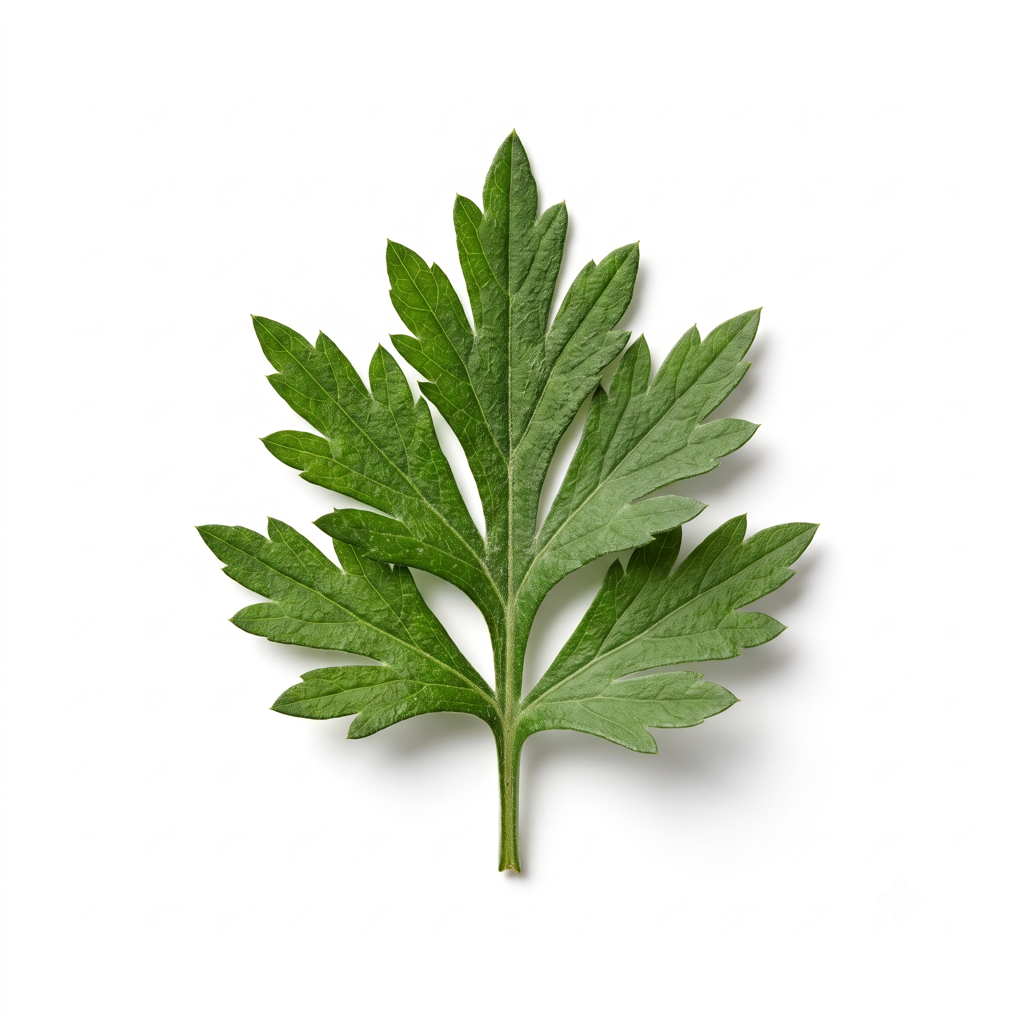 Mugwort Leaf (Ai Ye)