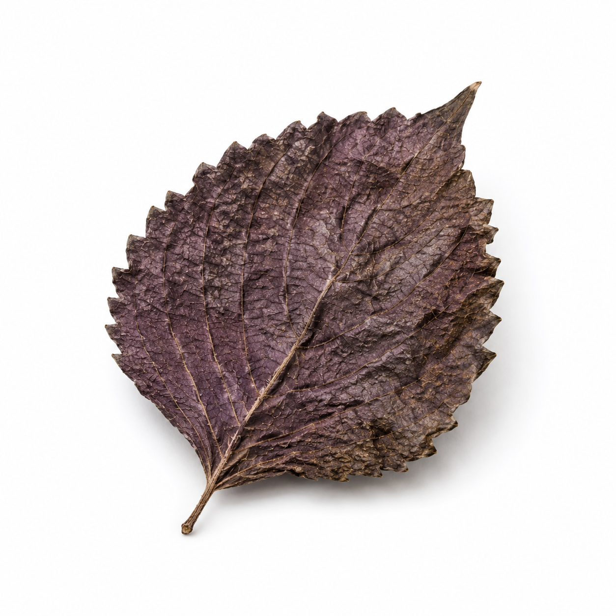 Perilla Leaf (Zi Su Ye)