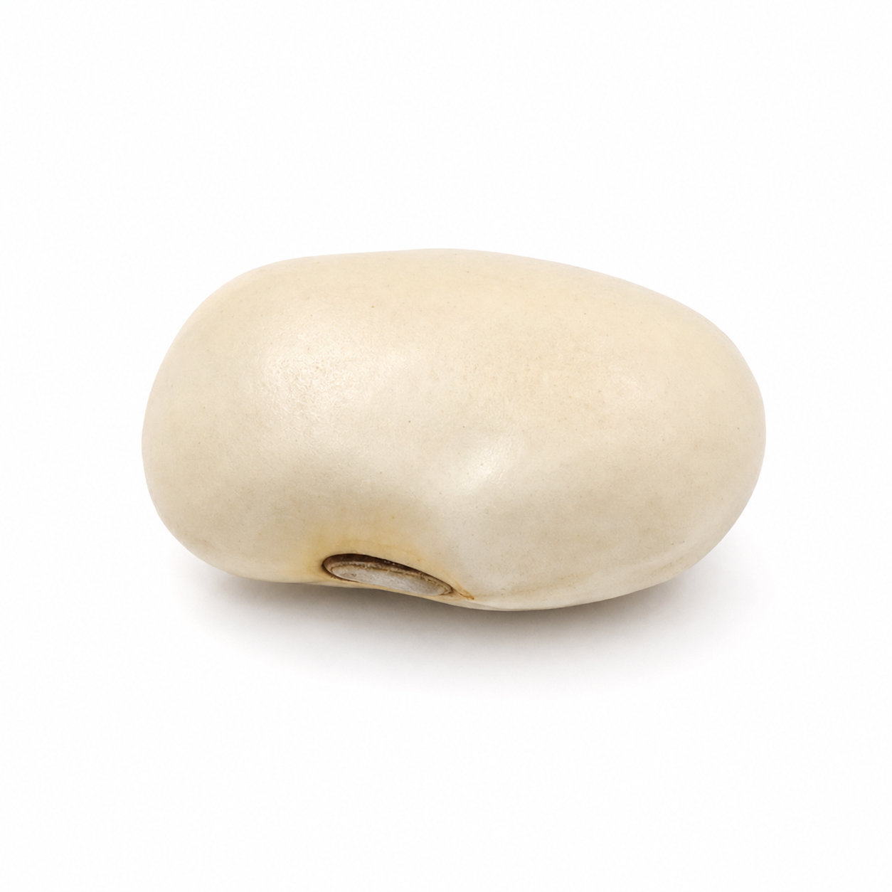White Hyacinth Bean (Bai Bian Dou)